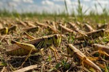 Нашествие саранчи в Саратовской области: в администрации объяснили, почему фермерам не положена компенсация