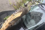 В Саратове из-за урагана массово падают деревья: горожане сообщают о поврежденных проводах, машинах и газовой трубе