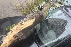 В Саратове из-за урагана массово падают деревья: горожане сообщают о поврежденных проводах, машинах и газовой трубе
