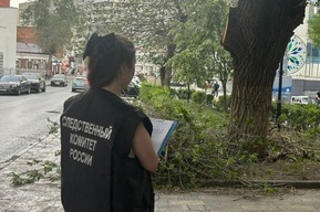 Второй раз с начала недели: в Саратове на девочку упала ветвь дерева