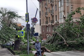 В Саратове ветер уничтожил памятник природы