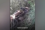 «Неуклюжие, часто остаются одни, пока мать ищет еду»: чиновники рассказали, как вести себя при встрече с маленькой косулей в лесу (видео)