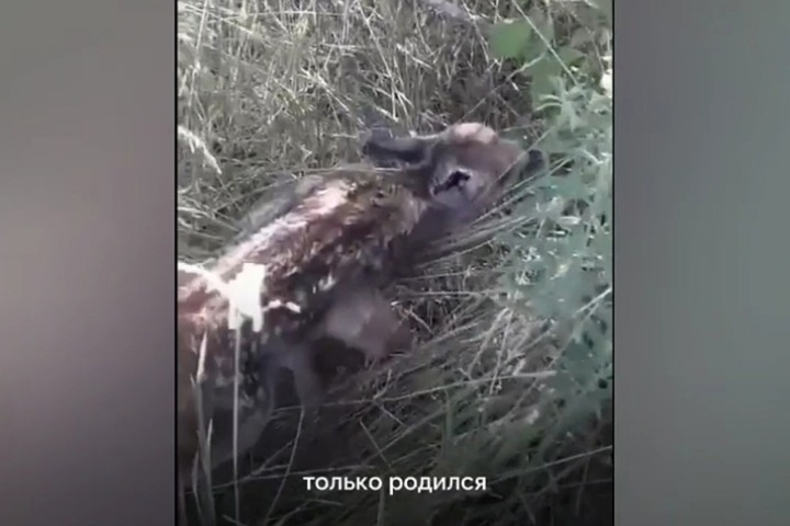 «Неуклюжие, часто остаются одни, пока мать ищет еду»: чиновники рассказали, как вести себя при встрече с маленькой косулей в лесу (видео)