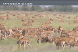 О нашествии антилоп на Саратовскую область рассказали на федеральном телеканале (фермеры просят поддержки с воздуха)