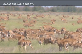 О нашествии антилоп на Саратовскую область рассказали на федеральном телеканале (фермеры просят поддержки с воздуха)