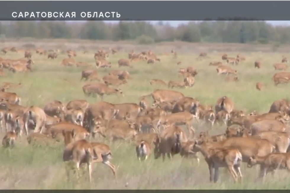 О нашествии антилоп на Саратовскую область рассказали на федеральном телеканале (фермеры просят поддержки с воздуха)