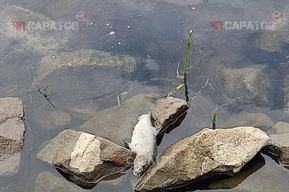 Жители Энгельса жалуются на массовую гибель рыбы