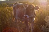 Корова напала на мужчину, пострадавший не выжил