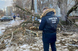 В Энгельсе на женщину упала ветвь дерева. Вынесен приговор экс-директору муниципального учреждения 
