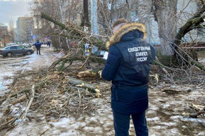 В Энгельсе на женщину упала ветвь дерева. Вынесен приговор экс-директору муниципального учреждения 