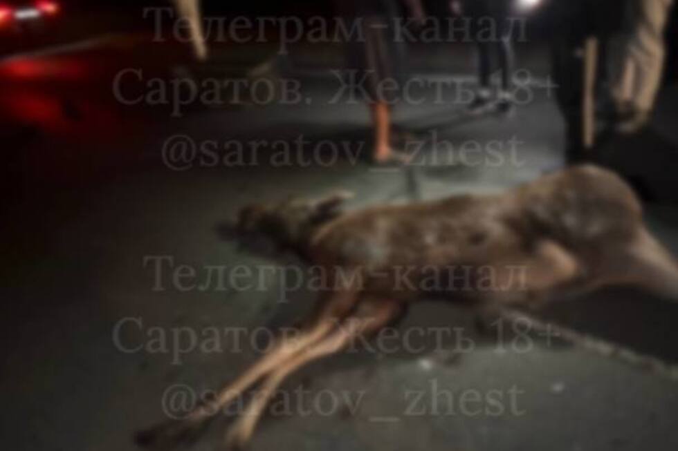 У аэропорта «Гагарин» столкнулись две иномарки и лось