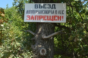 Жителям региона вновь запретили ходить в леса