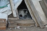 Руководитель приюта для животных похищал бюджетные деньги (больше года это не замечали)