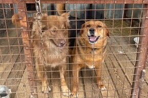 В Саратове чиновники предлагают давать животным в приютах снег