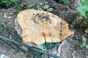 Уничтожение деревьев в Саратове значительно подешевело