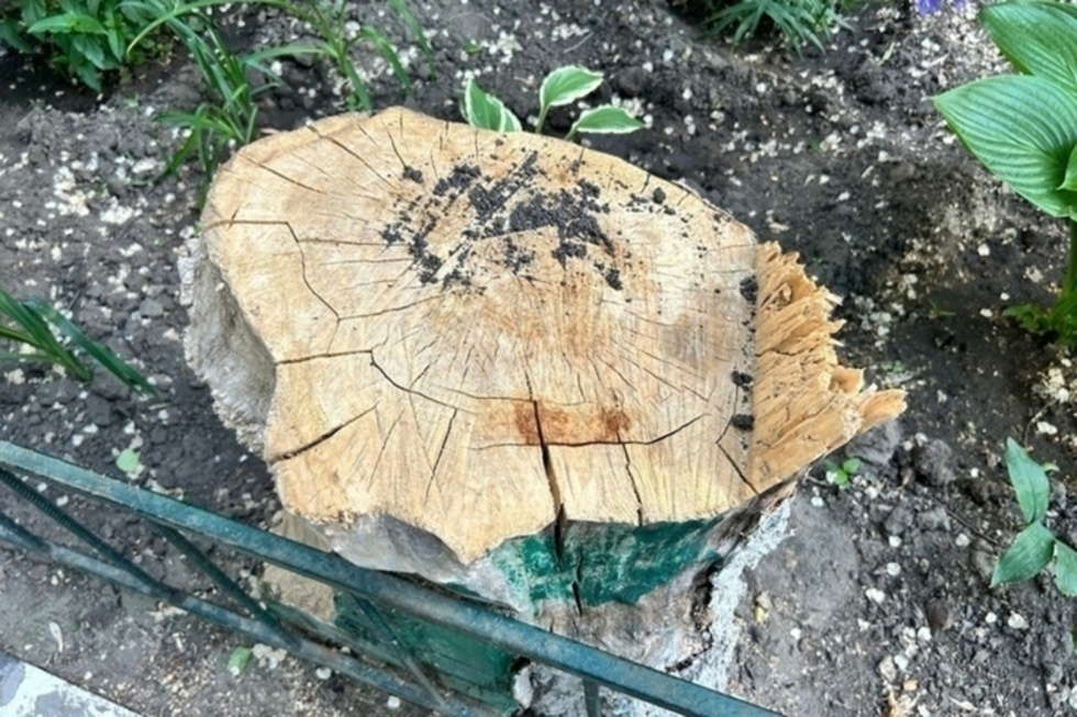 Уничтожение деревьев в Саратове значительно подешевело