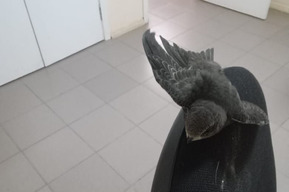 Врачи спасли найденного на пешеходной дорожке больницы птенца стрижа