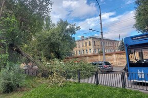 На Рахова из-за упавшего дерева встали троллейбусы