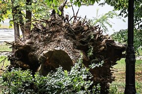 Наигрались в открытость и пилят по-тихому. Мэрия Саратова уже второй месяц выносит тайные решения о сносе деревьев, скрывая масштабы вырубки