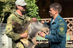 Выбрасывают не только кошек и собак: домашнего орла «выпустили» в дикую степь, где он чуть не погиб от голода