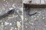 Проникновение змей в жилые дома в Саратовской области: власти выступили с разъяснениями