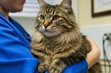 Пенсионер оскорбил ветврача из-за качества лечения кота