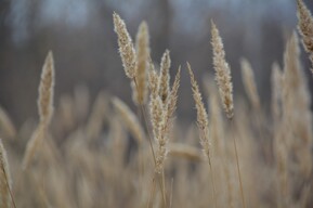 В Саратовской области температура воздуха ночью может опуститься до -2