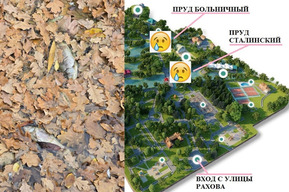 Кошмар в Больничном пруду Горпарка: очередной водоём ООПТ под управлением мэрии Саратова постиг мор рыбы