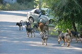 Чиновники утвердили число бездомных собак, которых отловят в регионе в следующем году