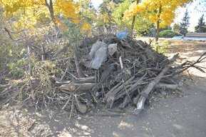 В Саратове в 10 раз взвинтили цены на утилизацию древесного мусора: чиновник мэрии заявил о назревшей «большой проблеме»