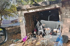 Саратовчанка пожаловалась на бомжей с собаками, оккупировавших территорию возле детской поликлиники
