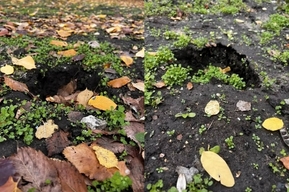 Власти Октябрьского района не сумели уследить за сохранностью растений, высаженных в новом сквере