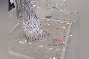 «Это же убийство самое натуральное»: горожанка рассказала о закатанных в асфальт стволах деревьев в центре города