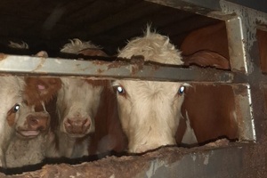 Ветеринары задержали машину, в которой везли 100 подозрительных коров