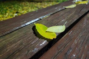 В Саратовской области может похолодать до -3