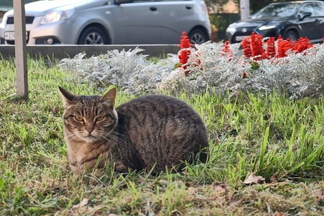 «Не будет ни людей, ни техники»: зима близко, но в мэрии Саратова не знают, как будут содержать скверы, созданные по инициативе Володина