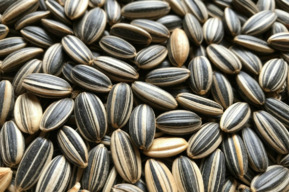 Фермер получил семена подсолнечника, но сразу платить не захотел