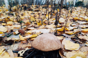 Объявлено о завершении пожароопасного сезона в регионе
