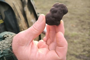 В Саратовской области выросли самые дорогие грибы в мире