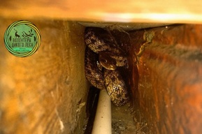 В дом в центре Саратова заползла большая змея