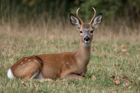 Мужчина незаконно убил косулю и не хотел платить за это 