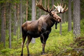 В Саратовской области незаконно убили лося