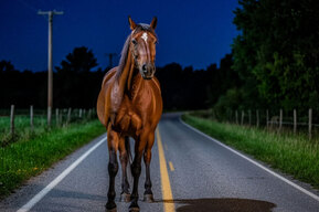 «Лада Веста» врезалась в лошадь: водитель попал в больницу