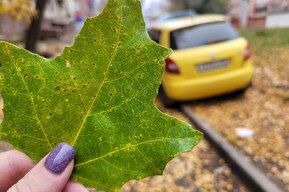 В Саратовской области ожидаются небольшой дождь и туман