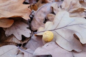 В Саратовской области столбик термометра опустится до нуля
