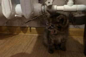 Жители четырёх районов остались без горячей воды и отопления 