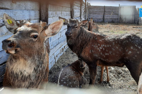 Живущим в неволе оленям в Саратовской области спилили рога: специалисты рассказали, зачем это было сделано