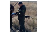 В Вольском районе агрессивный охотник-пенсионер напал инспектора