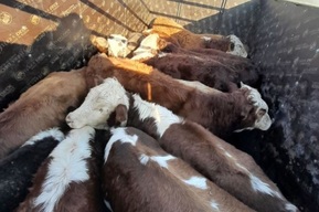 В Саратовской области задержали грузовик с подозрительными телятами