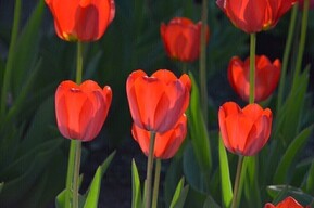 Семь жителей региона погибли в ходе СВО. Один из них числился без вести пропавшим